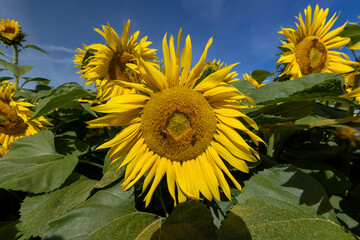 Sunflower field with flowers and bees