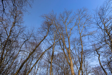 Bare trees in early spring in sunny clear weather
