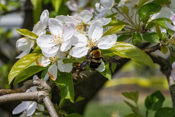 bee on a flower