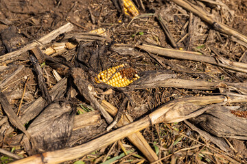 the remains of dry plants left after the corn harvest