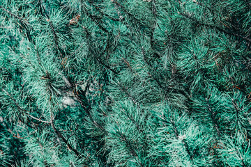 fresh lush green spruce branches background. conifer tree backdrop
