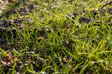 sunny green grass and small yellow flowers in the forest