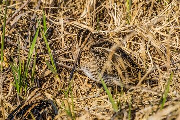 Wilson's Snipes Shorebirds Juanita Bay Park Lake Washington Kirkland Washiington
