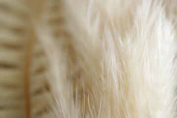 シンプルな白い植物の背景素材　ふわふわ　ふさふさ　ドライフラワー　白系　生成り　白背景　オーガニック