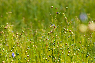 an agricultural field where flax is grown, the cultivation of flax