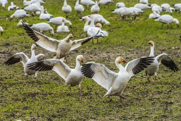 Snow Geese Dancing Skagit Valley Washington