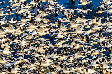 Thousands Snow Geese Flying Skagit Valley Washington