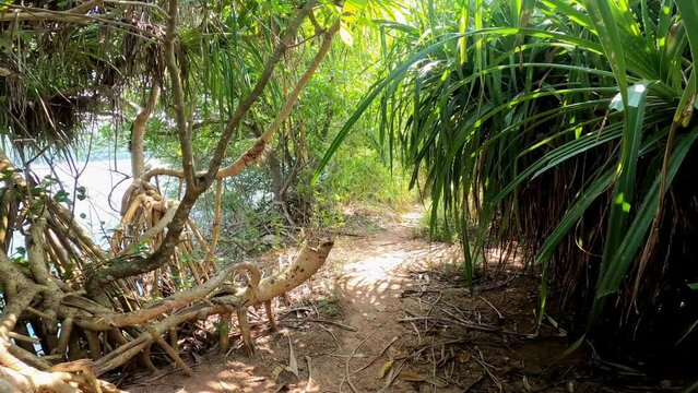 Walking through grass near beach pandanus Kai da wide angle, through jungle