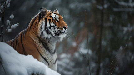 Obraz premium A fierce tiger in the snow