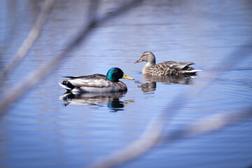 ducks in a lake