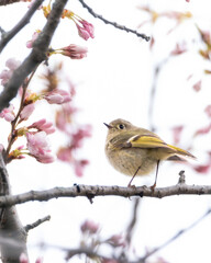 Small ruby-crowned Kinglet bird in a cherry blossom tree - Toronto Canada
