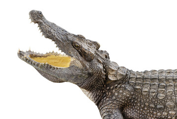 Crocodile open mouth