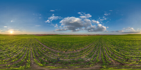 spherical 360 hdri panorama among farming field with clouds and sun on evening blue sky in...