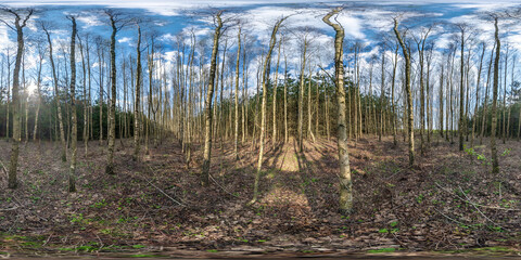 full seamless hdri 360 panorama path through the birch alley among forest in sunny evening in...