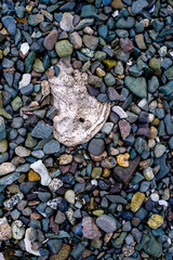 An oyster shell partially buried in colourful beach rocks on Vancouver Island, Canada.