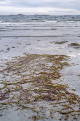 Seaweed lies exposed on wet sand during a low tide on the east side of Vancouver Island, Canada.