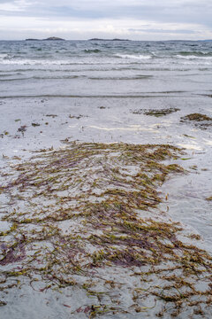 Seaweed Lies Exposed On Wet Sand During A Low Tide On The East Side Of Vancouver Island, Canada.