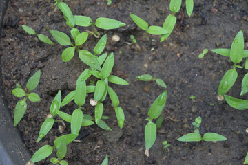 Chili sprouts growing in a plastic pot, newly emerged chili plants view