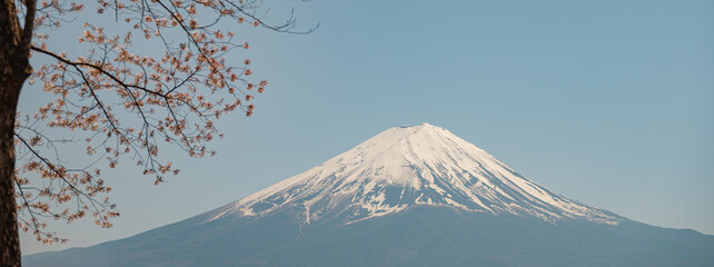 Mount Fuji with snow capped, blue sky and beautiful Cherry Blossom or pink Sakura flower tree in...