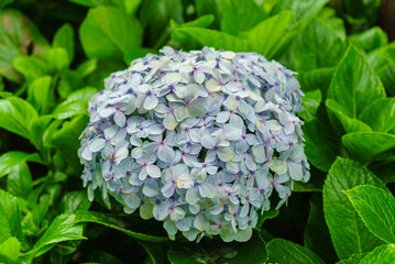Blue small flowers against a green leaves