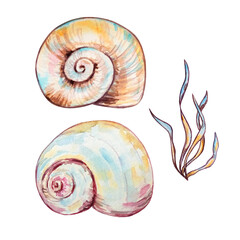 Watercolor colorful seashells hand drawn illustration