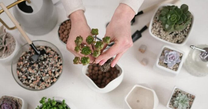 Woman holding Aeonium house Plant rooted cutting for planting potting