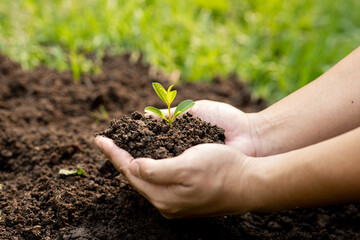 Hands of the men holding planting to be planted into the soil. Man holding green seedling in soil. National tree planting day. Save Earth concept.