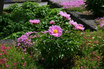 Chinese peony ( Paeonia lactiflora ) flowers. Paeoniaceae perennial plants. Flowering May-June. Ornamental and medicinal plant.