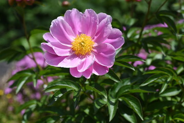 Obraz premium Chinese peony ( Paeonia lactiflora ) flowers. Paeoniaceae perennial plants. Flowering May-June. Ornamental and medicinal plant.