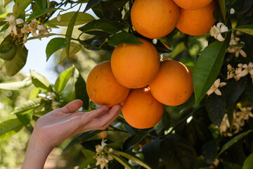 Orange tree with the fruits of fresh juicy natural oranges in the hand of a girl, on a sunny day. Harvesting, farming