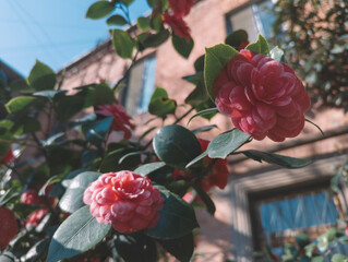 Beautiful roses near the house, Pink camellia roses