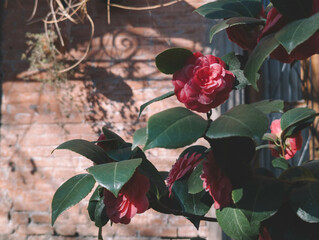 Beautiful roses near the house, Pink camellia roses