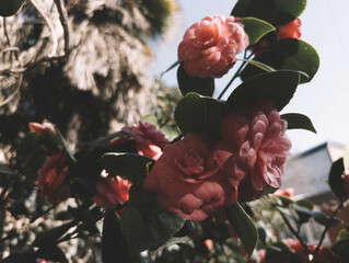 Beautiful roses near the house, Pink camellia roses