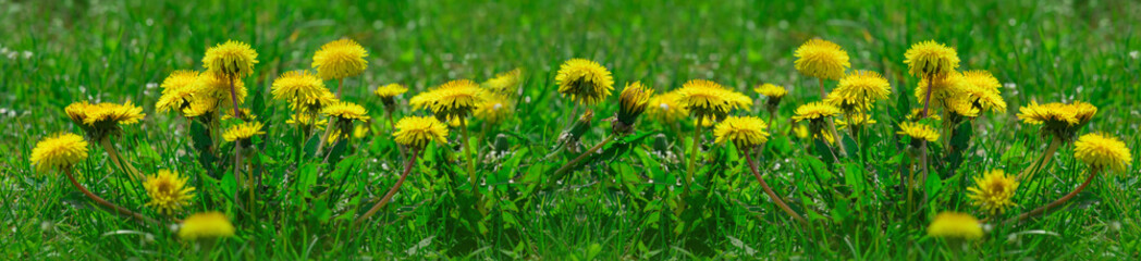 Panorama dandelions in the tall grass.