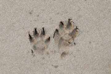 Dog footprint on the sandy beach..