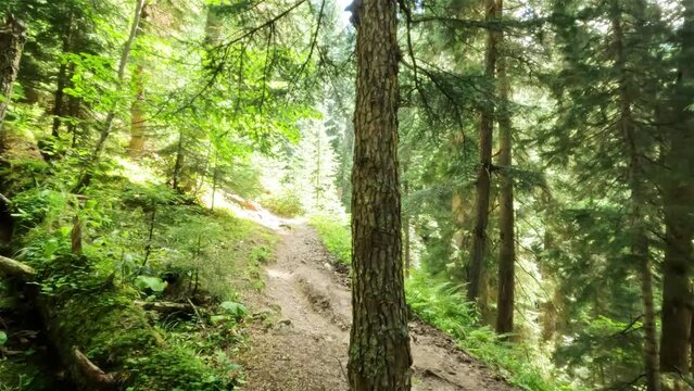 hiking traveler trailway in the summertime pine forest in mountain ridge