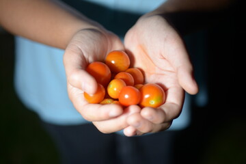 a handful of cherry tomatoes.