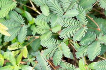 lojjaboti or Touch me not plant or Mimosa pudica is a creeping annual or perennial flowering plant of the pea or legume family Fabaceae. Sensitive Plant, Shame Plant, Live-and-die, and Rumput simalu.