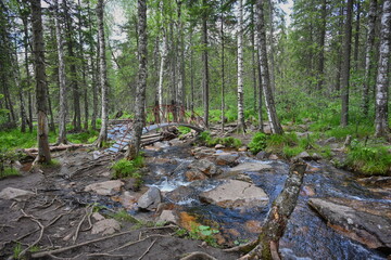 Forest spring flowing from the mountain
