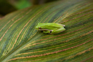 World's smallest frog. 