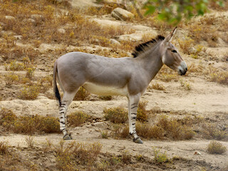 A Somali wild ass standing on an arid mountain.