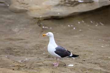 A sea gull looking for food near the seashore.