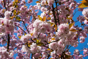 Obraz premium cherry tree blossom