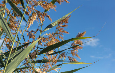 golden ears against the blue sky. close-up. plants in the field. free space. desktop screensaver. plant wallpaper