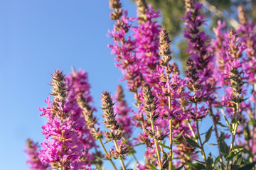 flowers close-up. macro photography. forest and wildflowers. Floral background. Desktop background. Bright spring and summer background. purple and lilac flowers