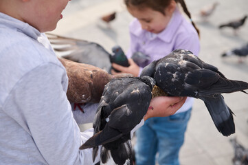 Close-up of rock doves, sitting on the hands of adorable pre teen children, feeding feral pigeons...