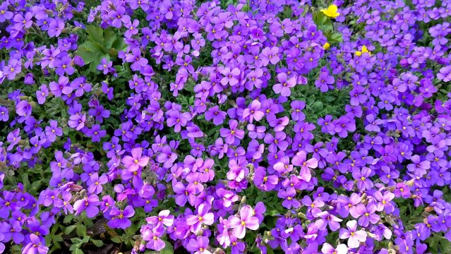 Purple rock cress flowers - Latin name - Aubrieta deltoidea