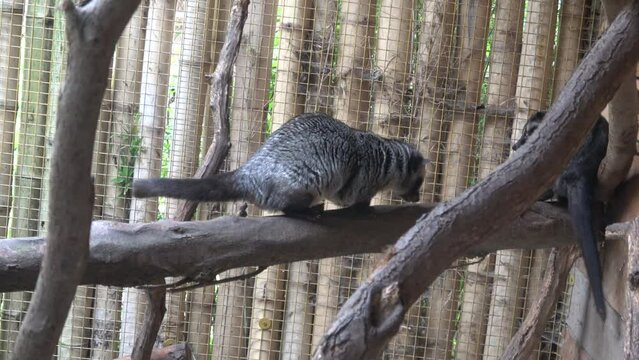 Asian palm civet (Paradoxurus hermaphroditus)