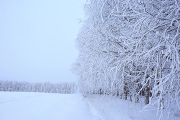 branches covered with frost background abstract winter december view