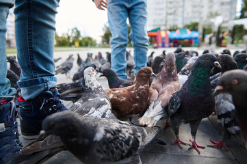 Close-up legs of kids standing on the city square between flock of rock pigeons crowding the street...